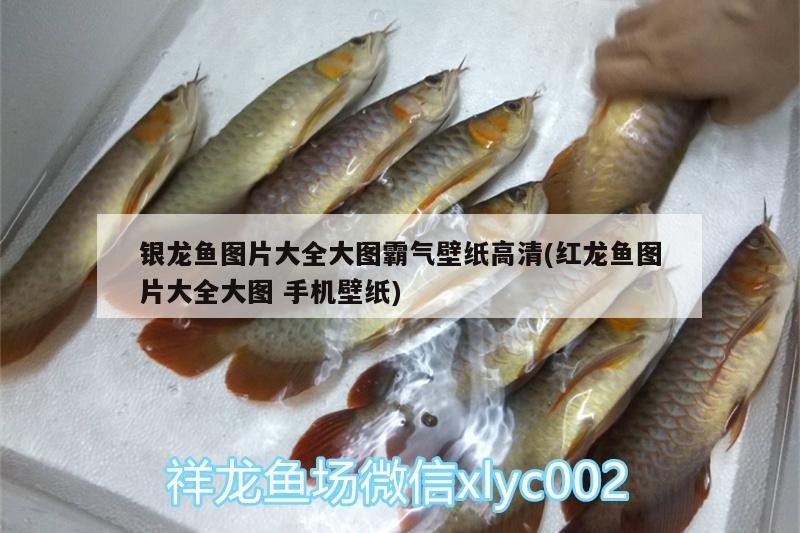 龍魚的種類及種類介紹，龍魚的分類與價格