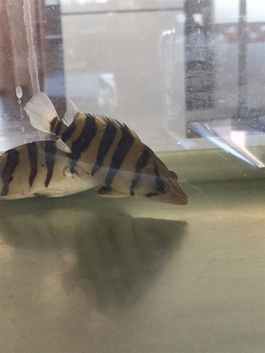 俺養的虎魚