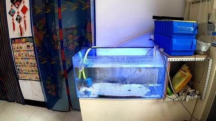 搬家怎么搬魚缸視頻：搬家時魚缸搬運注意事項在搬家過程中注意事項和注意事項