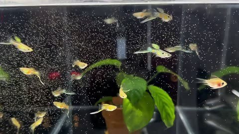 龍魚與虎魚混養有什么意義（龍魚與虎魚混養有什么意義嗎） 龍魚與虎魚混養有什么意義（龍魚與虎魚混養有什么意義嗎） 虎魚百科