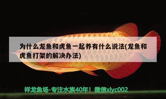 為什么龍魚(yú)和虎魚(yú)一起養(yǎng)有什么說(shuō)法(龍魚(yú)和虎魚(yú)打架的解決辦法) 為什么龍魚(yú)和虎魚(yú)一起養(yǎng)有什么說(shuō)法(龍魚(yú)和虎魚(yú)打架的解決辦法) 虎魚(yú)百科