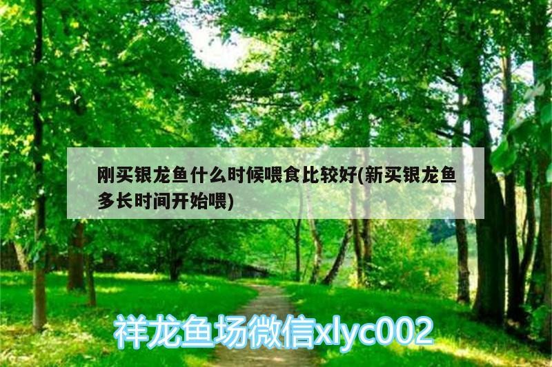 剛買銀龍魚什么時候喂食比較好(新買銀龍魚多長時間開始喂)