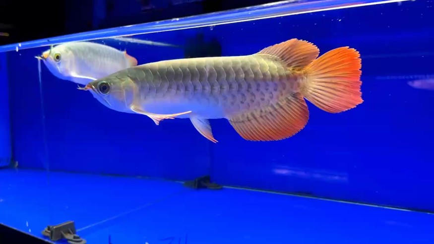小尺寸圣塔倫大湖魚 尺寸28/29 前鰭自然下掛 七鰭張力強 水中舞者 超大蒲扇尾