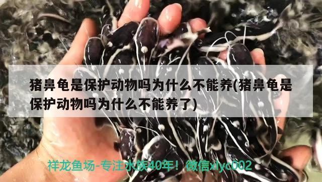 豬鼻龜是保護(hù)動(dòng)物嗎為什么不能養(yǎng)(豬鼻龜是保護(hù)動(dòng)物嗎為什么不能養(yǎng)了)