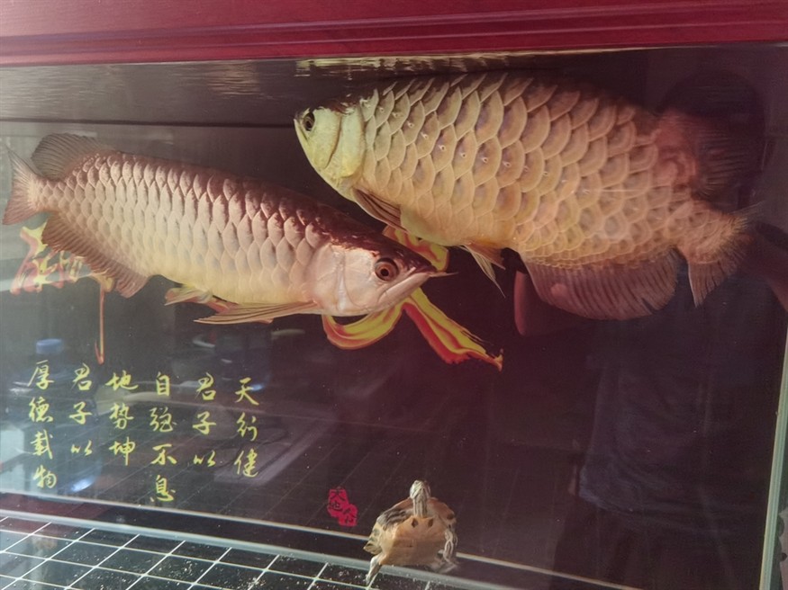 還要多多學習抓拍技術