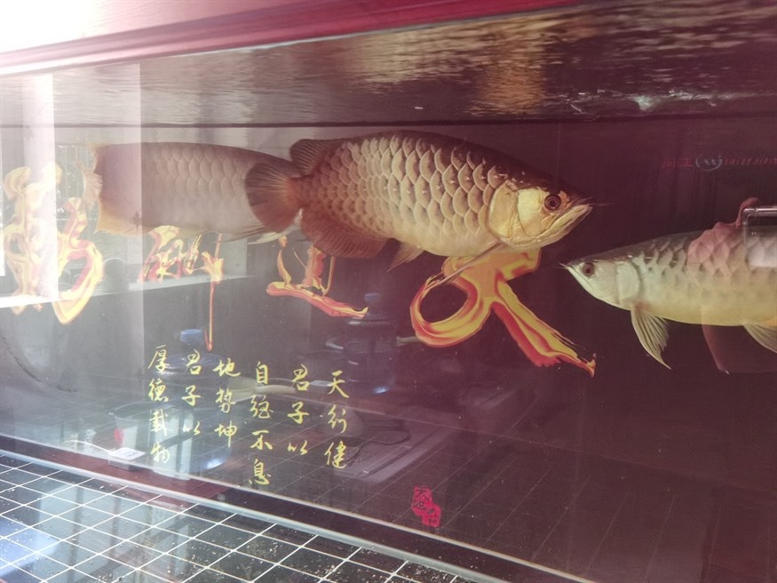 還要多多學習抓拍技術