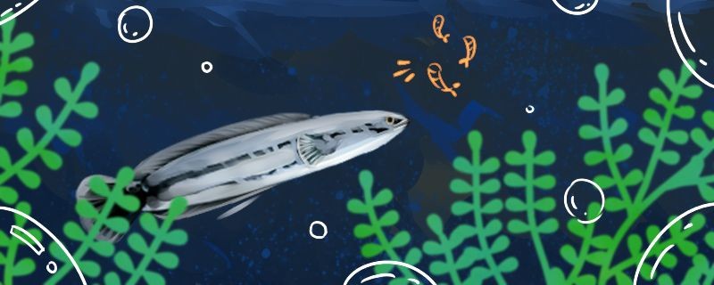 大鉛筆魚繁殖方法幼魚開口吃什么
