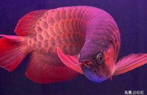 紅龍魚發:龍魚最容易發色的水溫