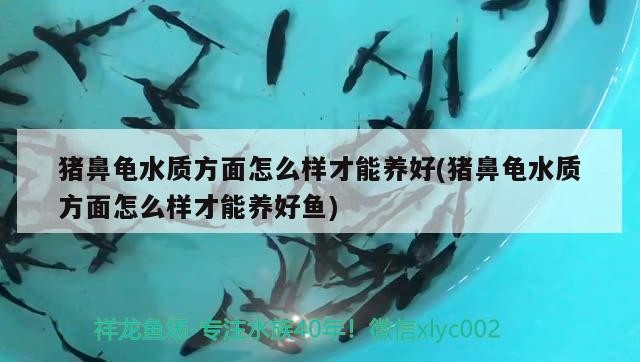 豬鼻龜水質方面怎么樣才能養好(豬鼻龜水質方面怎么樣才能養好魚)