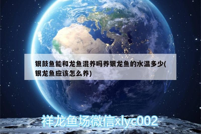 銀鼓魚能和龍魚混養嗎養銀龍魚的水溫多少(銀龍魚應該怎么養)