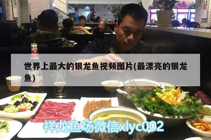 世界上最大的銀龍魚(yú)視頻圖片(最漂亮的銀龍魚(yú))
