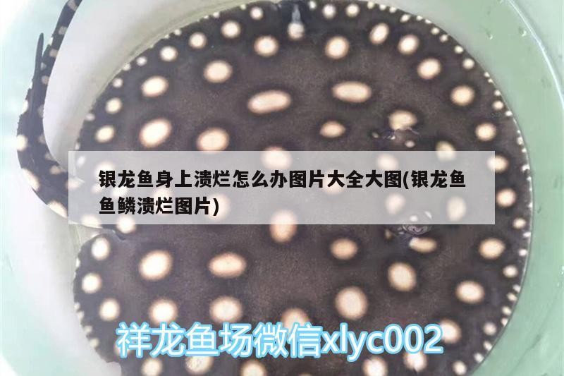 銀龍魚身上潰爛怎么辦圖片大全大圖(銀龍魚魚鱗潰爛圖片)