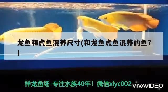 龍魚和虎魚混養尺寸(和龍魚虎魚混養的魚?)