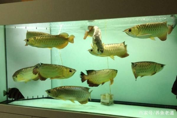 大梅家的魚缸里面都有什么物件：大梅家的海洋世界