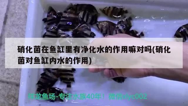 硝化菌在魚缸里有凈化水的作用嘛對嗎(硝化菌對魚缸內水的作用)