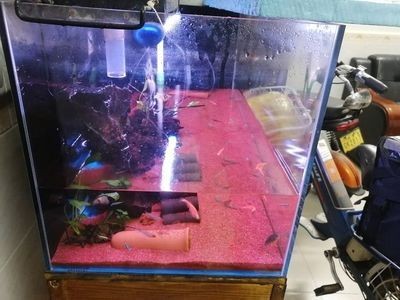 大魚缸無(wú)法困水怎么換水：大魚缸換水的正確方法