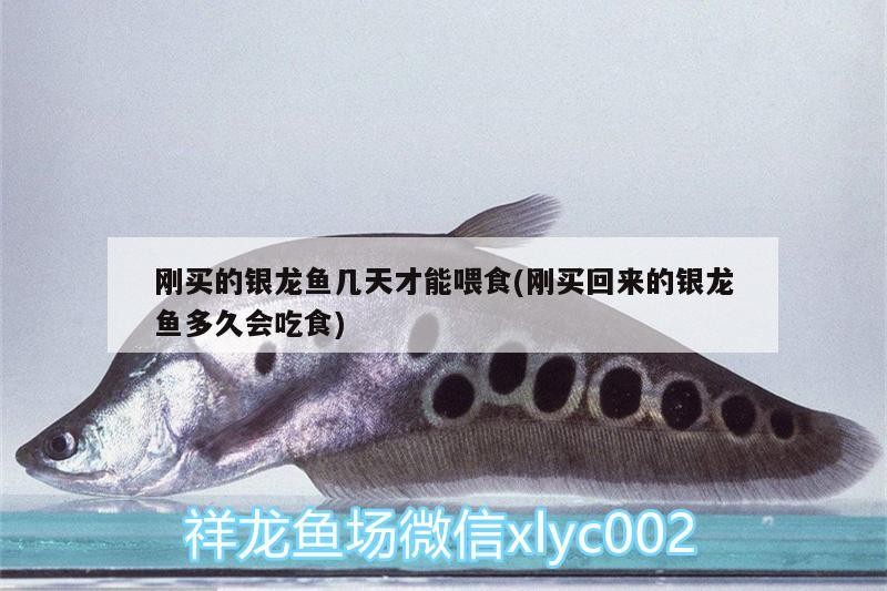 剛買的銀龍魚幾天才能喂食(剛買回來(lái)的銀龍魚多久會(huì)吃食)