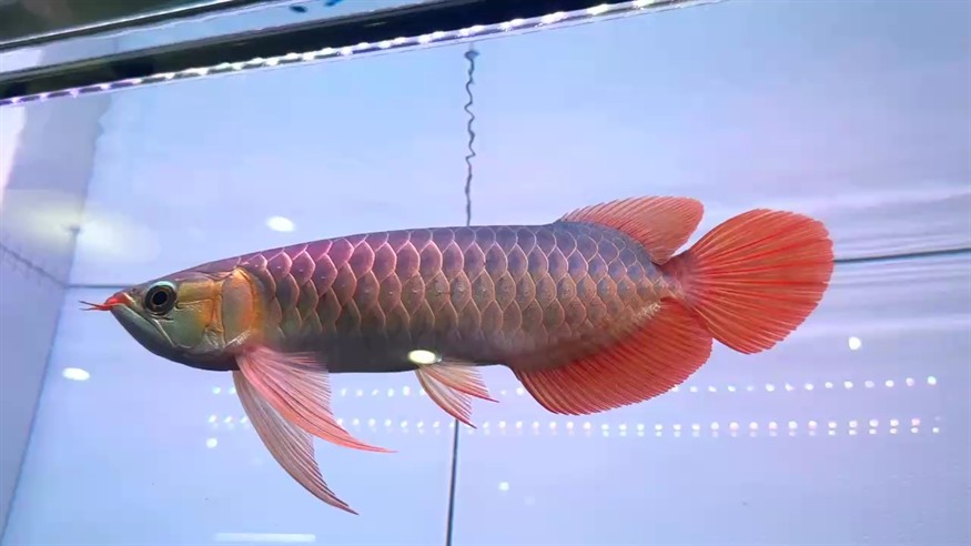 分享一位圣塔倫大湖魚亞成體
尺寸 36/37A區(qū)有表現(xiàn)
湛藍底色蝴蝶旗自然下掛
硬骨菱形尾??3800??