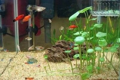 不造景的魚缸養什么魚最好：裸缸養魚的一些優點和適用情況