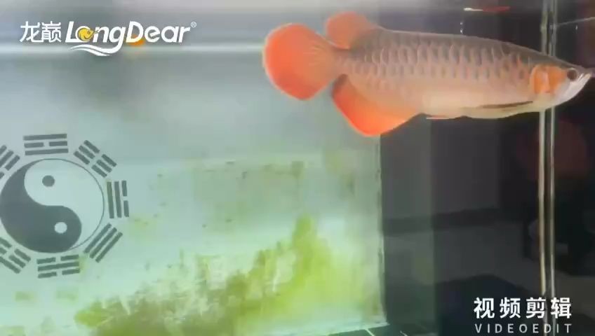大魚缸壁怎么清洗：如何清洗大型魚缸？