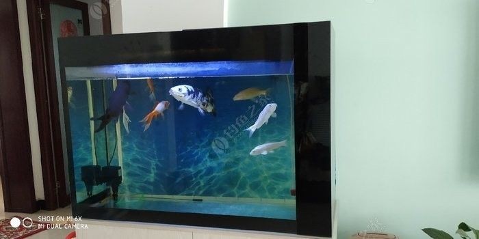 處理二手魚缸9成新魚缸新都區：二手魚缸轉讓