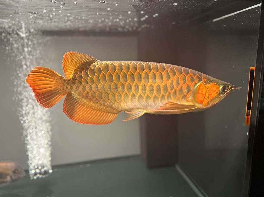 主打一個“兜”