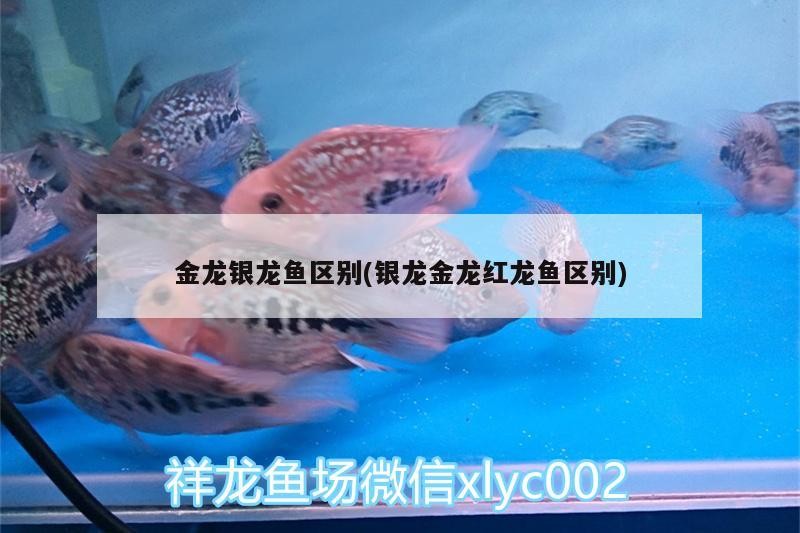 青龍魚 金龍銀龍魚區別(銀龍金龍紅龍魚區別) 銀龍魚百科 金龍銀龍魚區別(銀龍金龍紅龍魚區別) 金龍銀龍魚區別(銀龍金龍紅龍魚區別) 銀龍魚百科