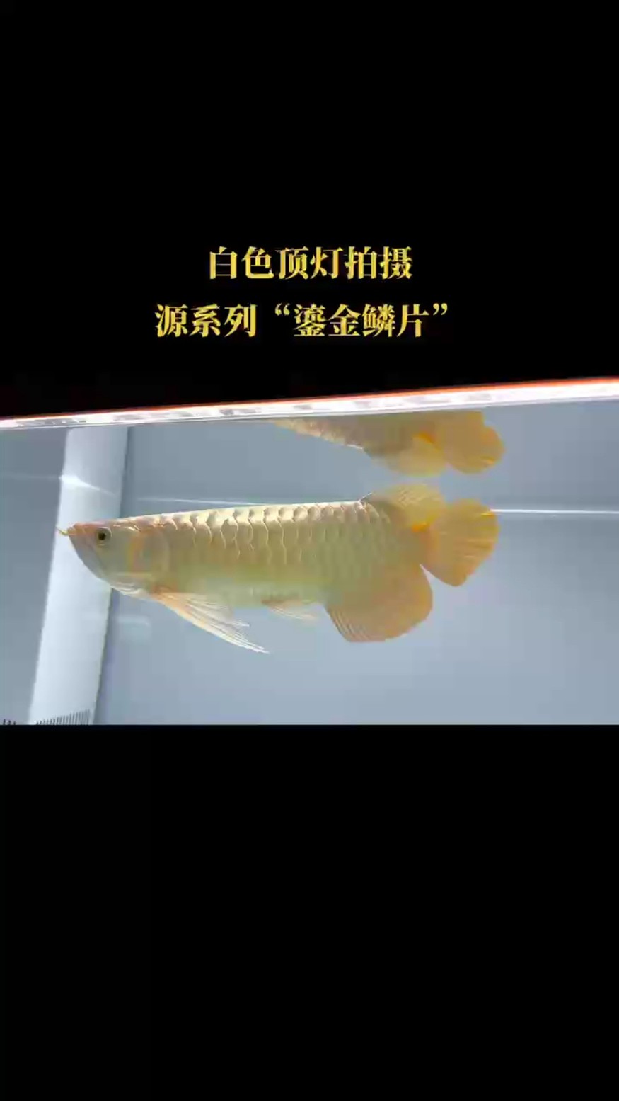 鎏金鱗片