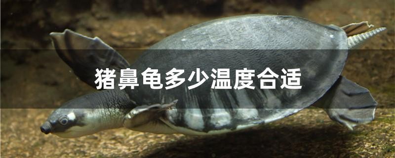 豬鼻龜多少溫度合適