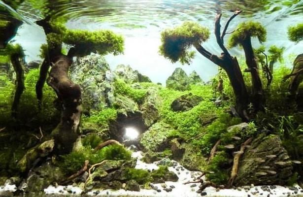 大魚缸放什么水草好養(yǎng)：水草燈的選擇與使用