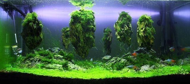 大魚缸放什么水草好養(yǎng)：水草燈的選擇與使用