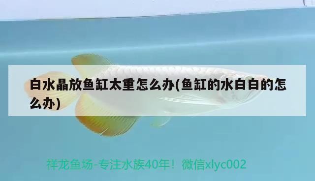 白水晶放魚缸太重怎么辦(魚缸的水白白的怎么辦)