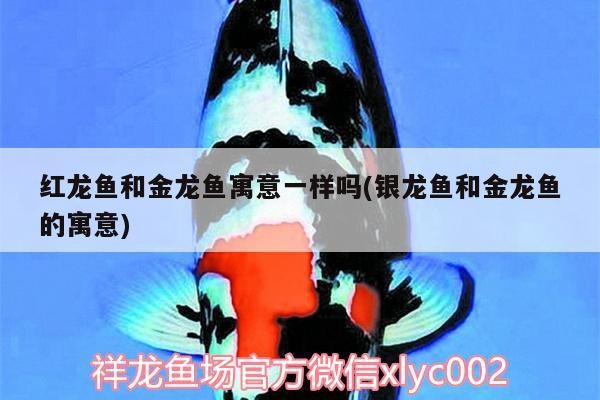 紅龍魚(yú)和金龍魚(yú)寓意一樣嗎(銀龍魚(yú)和金龍魚(yú)的寓意)