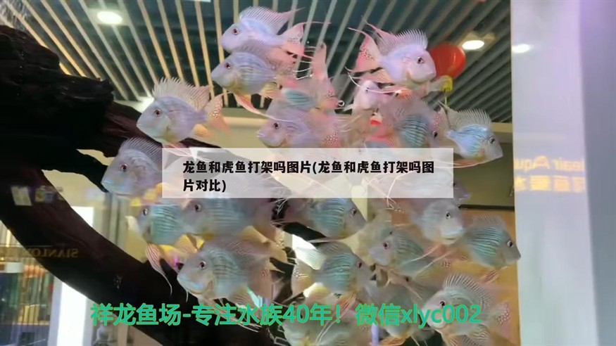 龍魚和虎魚打架嗎圖片(龍魚和虎魚打架嗎圖片對比)