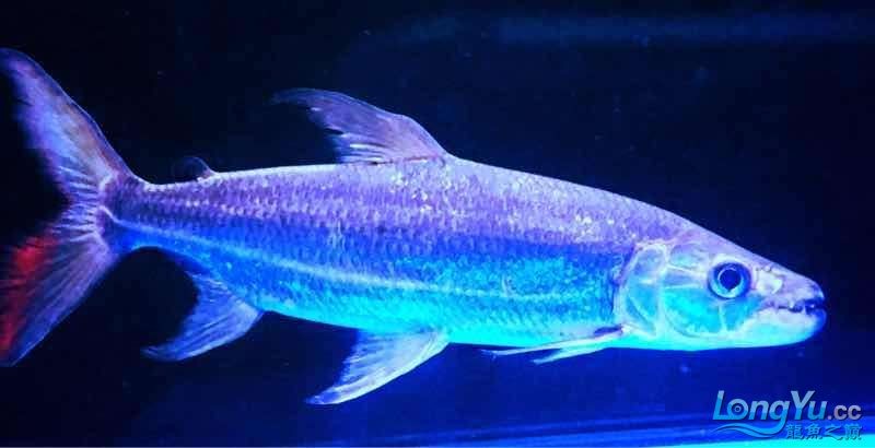 黃頭龜豬鼻龜蛇頸龜和巨暴還有猛魚一起混養可以么