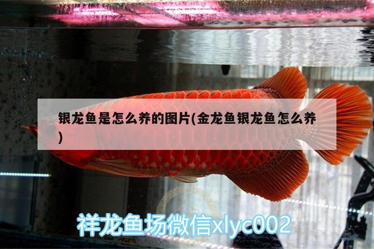 銀龍魚是怎么養的圖片(金龍魚銀龍魚怎么養) 銀龍魚是怎么養的圖片(金龍魚銀龍魚怎么養) 銀龍魚百科