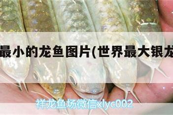世界上最小的龍魚圖片(世界最大銀龍魚圖片)