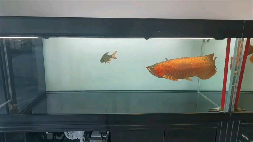 魚缸虹吸水循環(huán)魚缸虹吸水循環(huán)魚缸虹吸水循環(huán)魚缸，虹吸水循環(huán)魚缸虹吸水循環(huán)魚缸的使用方法--流氓講解