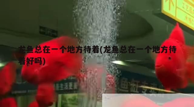 龍魚總在一個(gè)地方待著(龍魚總在一個(gè)地方待著好嗎)