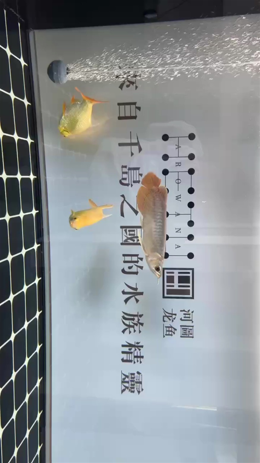 河圖第三天