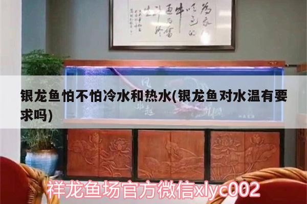 銀龍魚怕不怕冷水和熱水(銀龍魚對水溫有要求嗎)