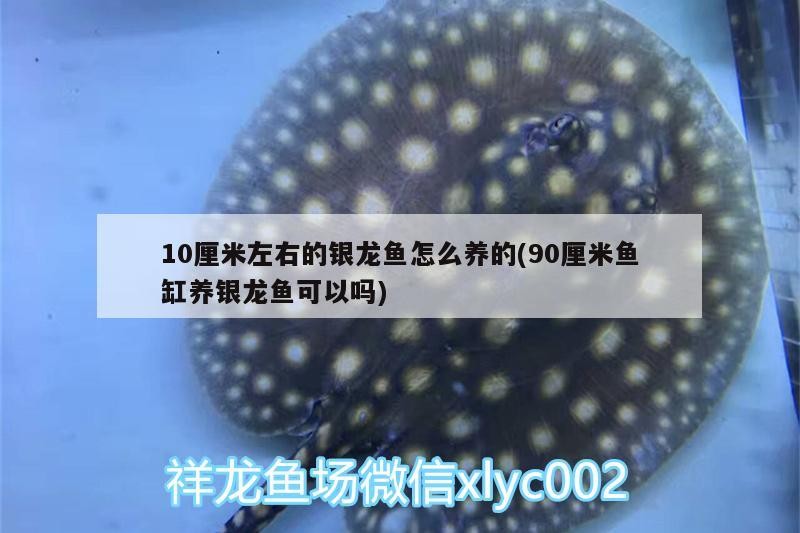10厘米左右的銀龍魚(yú)怎么養(yǎng)的(90厘米魚(yú)缸養(yǎng)銀龍魚(yú)可以嗎)