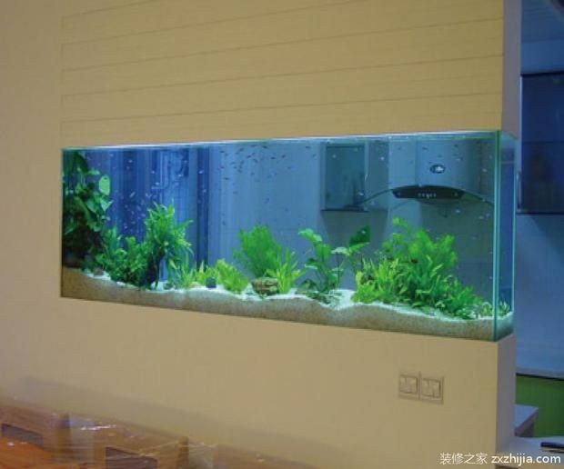 不打氧的魚缸養什么魚比較好：不打氧的魚缸養什么魚