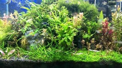 1.5的魚缸能養多少條魚：1.5米的魚缸能養多少條魚