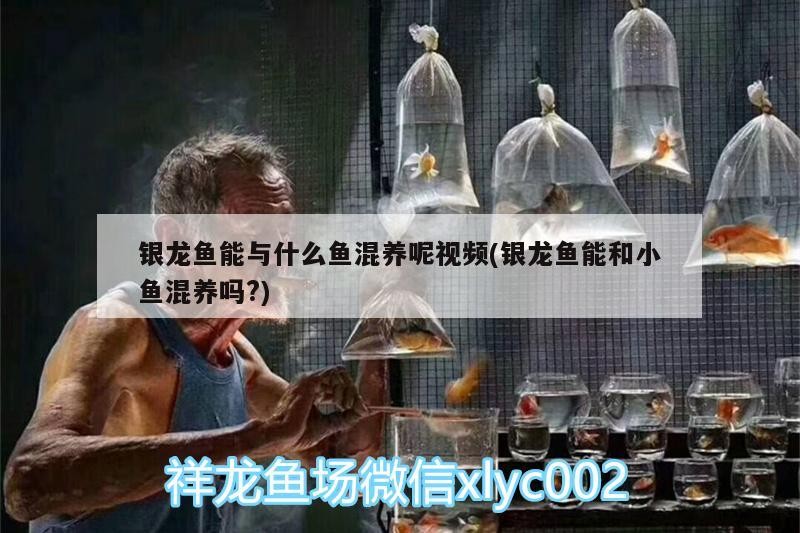 銀龍魚能與什么魚混養呢視頻(銀龍魚能和小魚混養嗎?)
