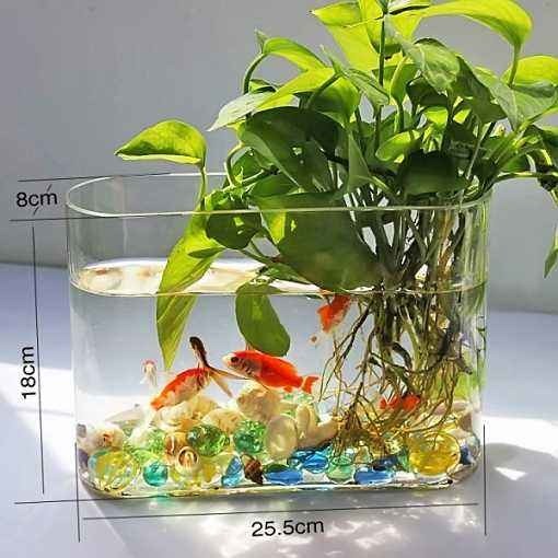 龍魚和虎魚怎樣搭配（龍魚和虎魚怎樣搭配好看）
