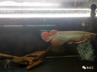 紅龍幼魚怎么喂養(yǎng)