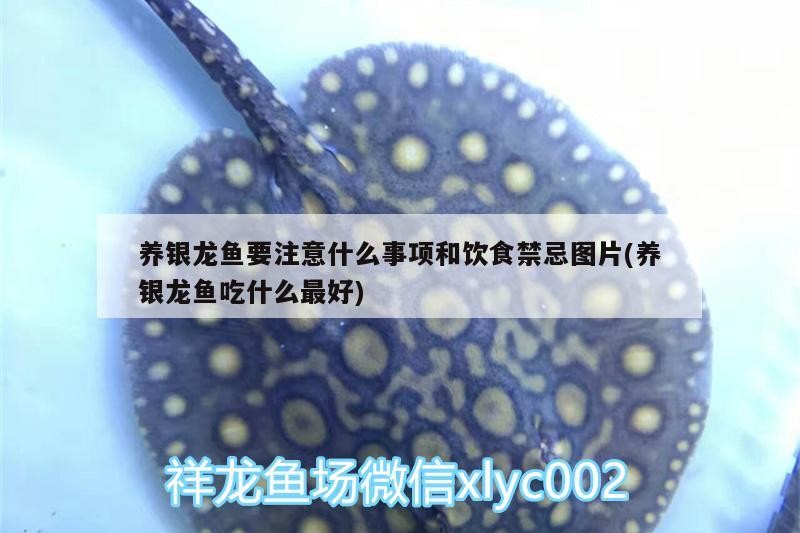 養(yǎng)銀龍魚要注意什么事項(xiàng)和飲食禁忌圖片(養(yǎng)銀龍魚吃什么最好)