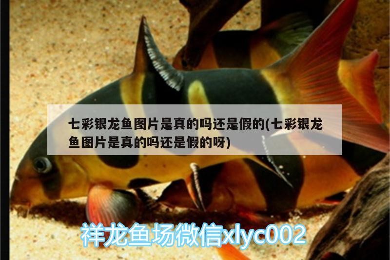 七彩銀龍魚圖片是真的嗎還是假的(七彩銀龍魚圖片是真的嗎還是假的呀)