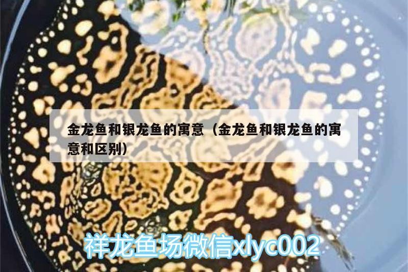 金龍魚和銀龍魚的寓意（金龍魚和銀龍魚的寓意和區別）